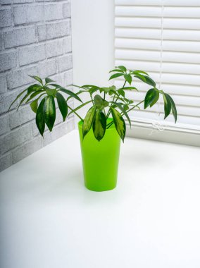 Schefflera, Araliaceae familyasından bir bitki cinsidir.