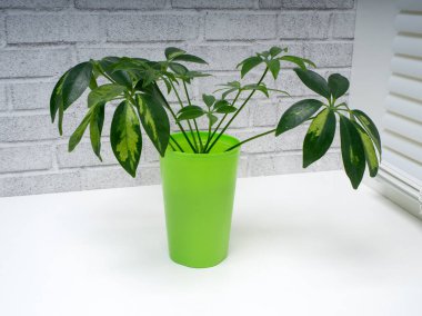 Schefflera, Araliaceae familyasından bir bitki cinsidir.