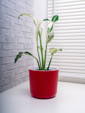 Spatthiphyllum Domino, Araceae familyasından yaklaşık 47 tür monotipik çiçekli bitki cinsidir.