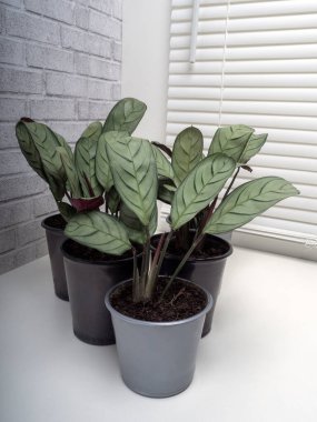 Ctenanthe Amagris, Ctenanthe familyasından Brezilya 'ya özgü bir bitki türü.