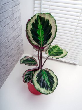 Calathea roseopicta, Brezilya 'nın kuzeybatısında bulunan Marantaceae familyasından bir bitki türüdür.