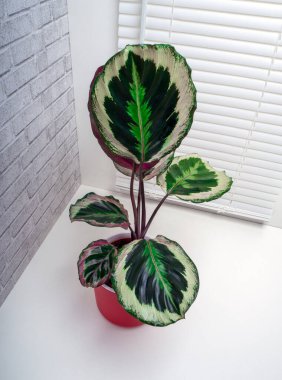 Calathea roseopicta, the rose-painted calathea, is a species of plant in the family Marantaceae, native to northwest Brazil clipart