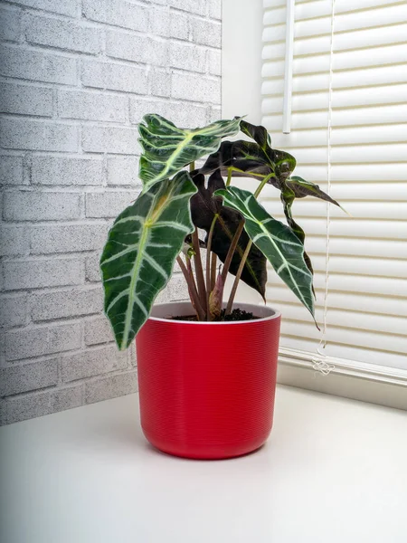 Alocasia Sanderianaは一般的にクリス植物として知られており 科の広葉根茎または塊茎多年草の開花植物の属です — ストック写真