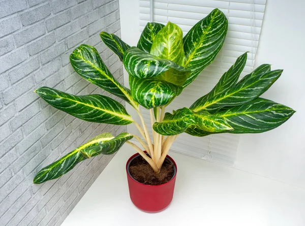 Aglaonema Kay lime is an evergreen plant with large green leaves with white and yellow ornaments