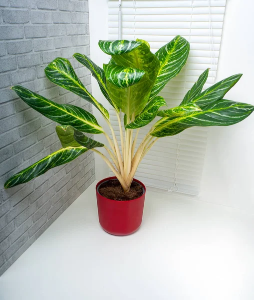 Aglaonema Kay lime is an evergreen plant with large green leaves with white and yellow ornaments