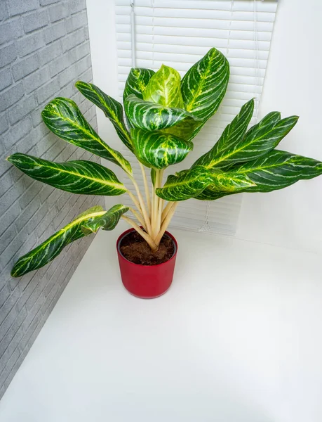 Aglaonema Kay lime is an evergreen plant with large green leaves with white and yellow ornaments