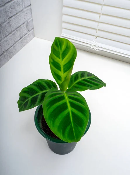 Calathea Zebrina, the zebra plant, is a species of plant in the family Marantaceae, native to southeastern Brazil