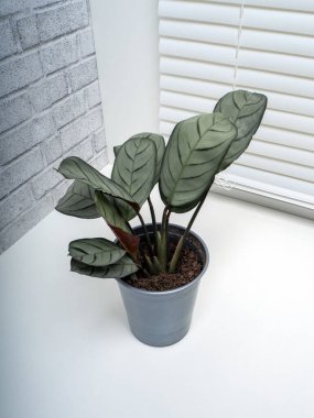 Ctenanthe Amagris, Ctenanthe familyasından Brezilya 'ya özgü bir bitki türü.