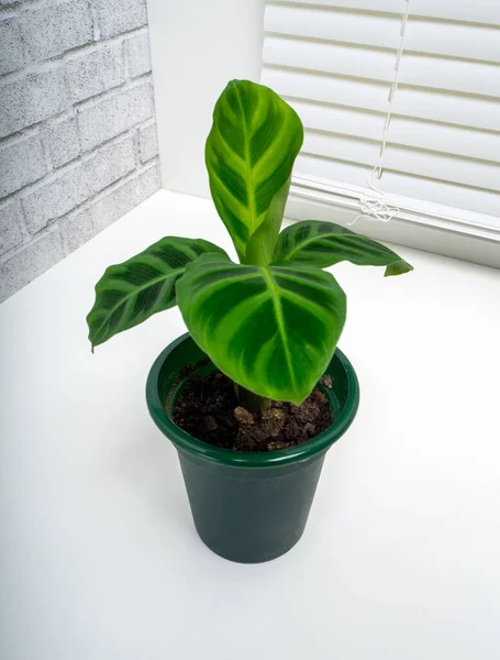 Calathea Zebrina Zebraväxten Växtart Familjen Marantaceae Född Sydöstra Brasilien — Stockfoto