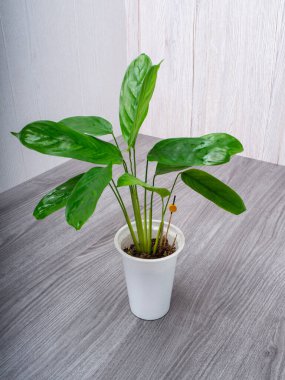 Calathea Lubbers alışılmadık bir yaprak rengi olan bir bitkidir. Marantaceae ailesine ait..