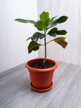 Codiaeum variegatum, Euphorbiaceae familyasından bir bitki türü.