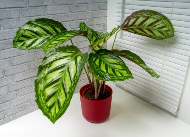 Calathea Flamestar, Marantaceae familyasına ait bir bitki cinsidir.