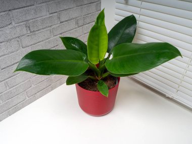 Philodendron Imperial Green, Araceae familyasından bir bitki türü.