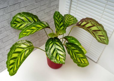 Calathea Flamestar, Marantaceae familyasına ait bir bitki cinsidir.