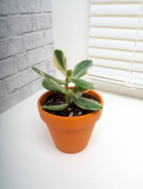 Crassula perforata variegata, Crassulaceae familyasından bir bitki cinsidir.