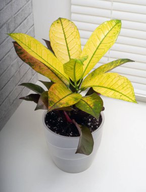 Codiaeum variegatum, Euphorbiaceae familyasından bir bitki türü.