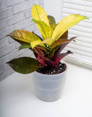 Codiaeum variegatum, Euphorbiaceae familyasından bir bitki türü.