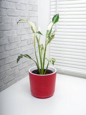 Spatthiphyllum Domino, Araceae familyasından yaklaşık 47 tür monotipik çiçekli bitki cinsidir.