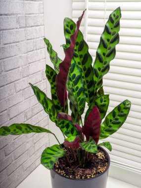 Calathea lancifolia, Brezilya 'nın Marantaceae familyasından bir bitki türü.