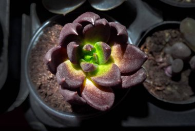 Echeveria Kara Prensi sulu, Echeveria 'nın zarif ve popüler bir melez türüdür.