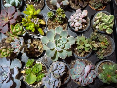 Farklı sulu tencereler ve kaktüsler. Seçici odak