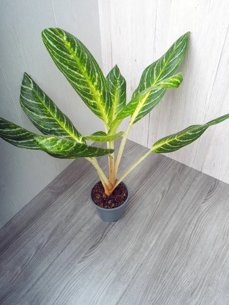 Aglaonema Kay lime is an evergreen plant with large green leaves with white and yellow ornaments