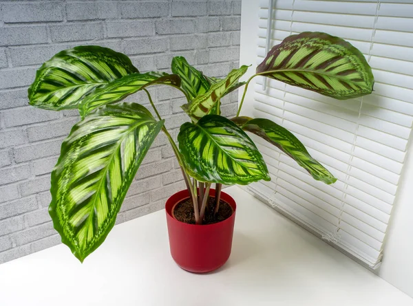 Calathea Flamestar Adalah Genus Tumbuhan Yang Tergolong Familia Marantaceae — Stok Foto