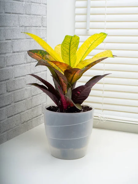 Codiaeum Variegatum Species Plant Genus Codiaeum Which Member Family Euphorbiaceae — Stock Photo, Image