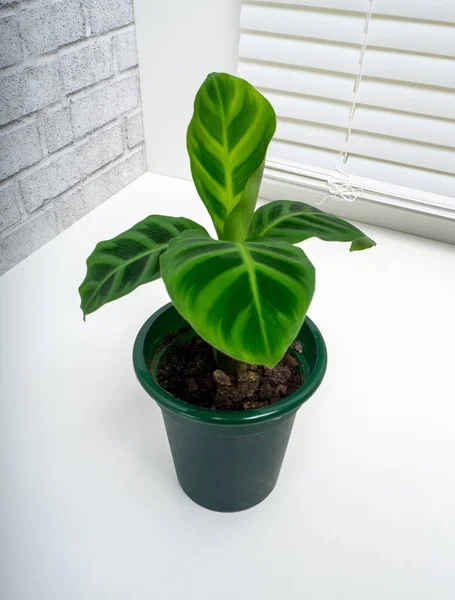 Calathea Zebrina Uma Espécie Planta Com Flor Pertencente Família Marantaceae — Fotografia de Stock