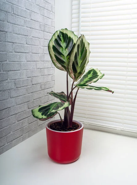 Calathea Roseopicta Calathea Yang Dicat Mawar Adalah Spesies Tumbuhan Dalam — Stok Foto