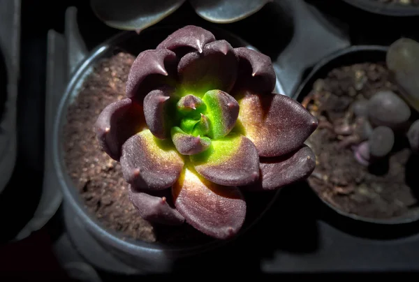 Echeveria Kara Prensi sulu, Echeveria 'nın zarif ve popüler bir melez türüdür.