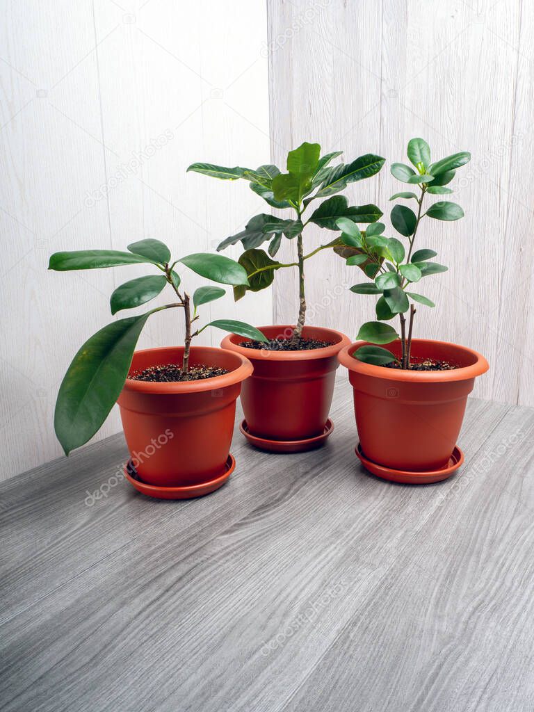 Set of flowers in pots Croton excellence, ficus cyatistipula, ficus microcarpa maclame