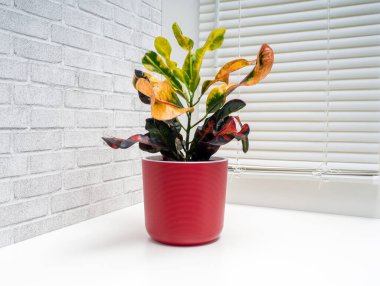 Codieaum Mumya, Euphorbiaceae familyasından bir bitki cinsidir.