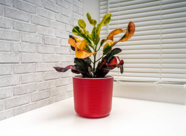 Codieaum Mumya, Euphorbiaceae familyasından bir bitki cinsidir.