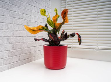 Codieaum Mumya, Euphorbiaceae familyasından bir bitki cinsidir.