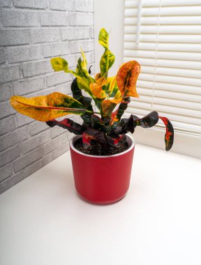 Codieaum Mumya, Euphorbiaceae familyasından bir bitki cinsidir.