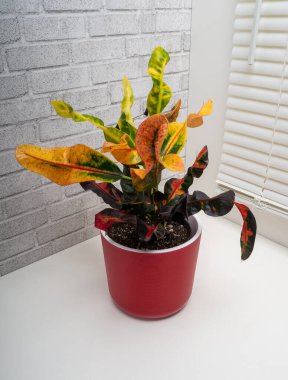 Codieaum Mumya, Euphorbiaceae familyasından bir bitki cinsidir.