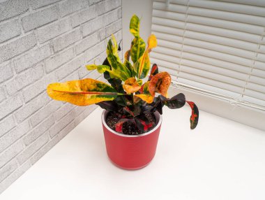 Codieaum Mumya, Euphorbiaceae familyasından bir bitki cinsidir.