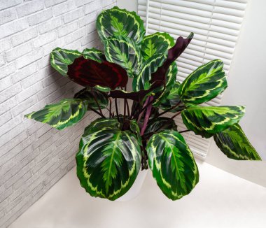 Calathea roseopicta, Brezilya 'nın kuzeybatısında bulunan Marantaceae familyasından bir bitki türüdür.
