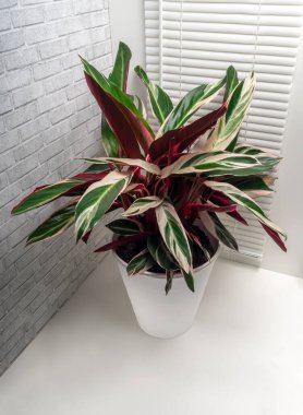 Stromanta Triostar (Tricolor). Yapraklar koyu yeşil, krema çizgileri, pembe ve salata gölgeleri var..