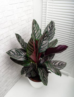 Calathea ornata sanderiana, Marantaceae familyasından bir bitki cinsidir.