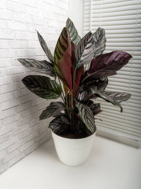Calathea ornata sanderiana, Marantaceae familyasından bir bitki cinsidir.