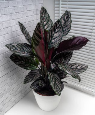 Calathea ornata sanderiana, Marantaceae familyasından bir bitki cinsidir.