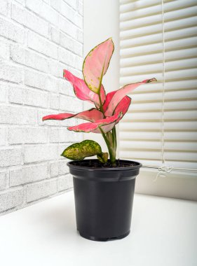 Aglaonema modestum Schott, Aglaonema familyasından bir bitki türü.