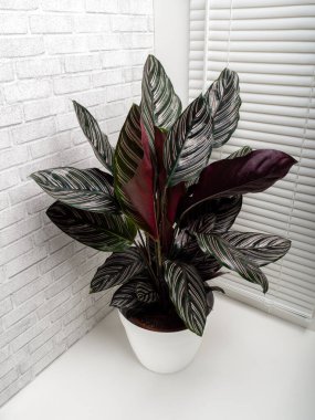 Calathea ornata sanderiana, Marantaceae familyasından bir bitki cinsidir.
