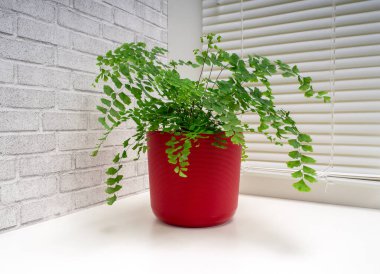 Adiantum capillus-veneris, Adiantum cinsi ve Pteridaceae familyasından eğreltiotu (