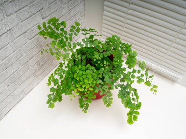 Adiantum capillus-veneris, Adiantum cinsi ve Pteridaceae familyasından eğreltiotu (