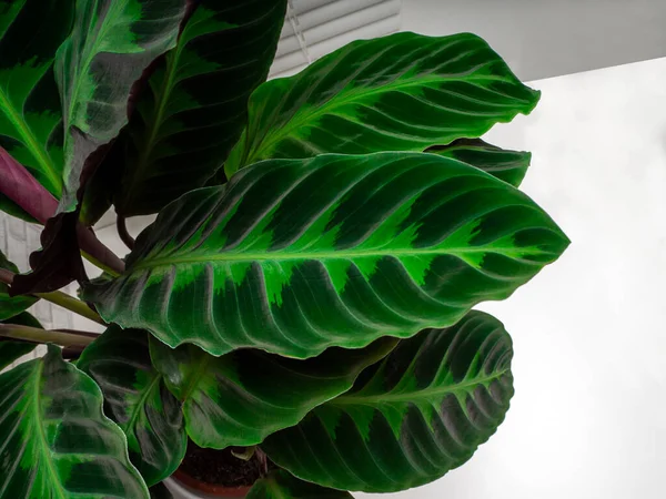 Calathea Warscewiczii Species Evergreen Perennial Herbaceous Plant Marantaceae Family — Stock Photo, Image