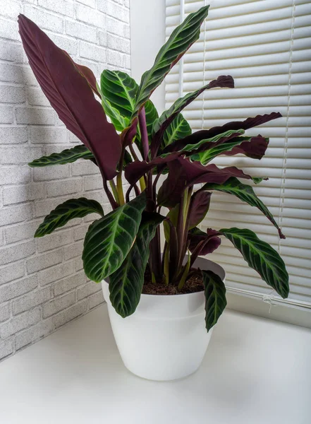 Calathea Warscewiczii Una Especie Planta Herbácea Perenne Familia Marantaceae — Foto de Stock