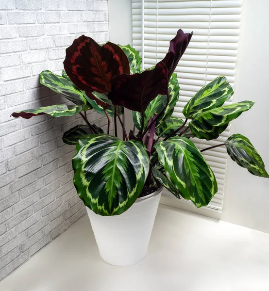 Calathea Roseopicta Calathea Yang Dicat Mawar Adalah Spesies Tumbuhan Dalam — Stok Foto